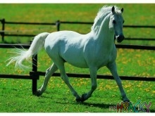 4422-puzzle-bily-kun-500-dilku-rozbaleno.jpg