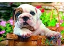 Puzzle Pejsek v košíku, 500 dílkůPuzzle Pejsek v košíku, 500 dílků