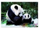 Puzzle Panda, 1000 dílkůPuzzle Panda, 1000 dílků