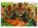 Puzzle Tygříci, 150 dílkůPuzzle Tygříci, 150 dílků