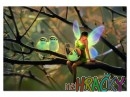 Puzzle Kirk Reinert, Opeření přáteléPuzzle Kirk Reinert, Opeření přátelé