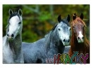 Puzzle Arabský plnokrevník, 1000 dílkůPuzzle Arabský plnokrevník, 1000 dílků