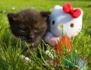 Hello Kitty minimagnet